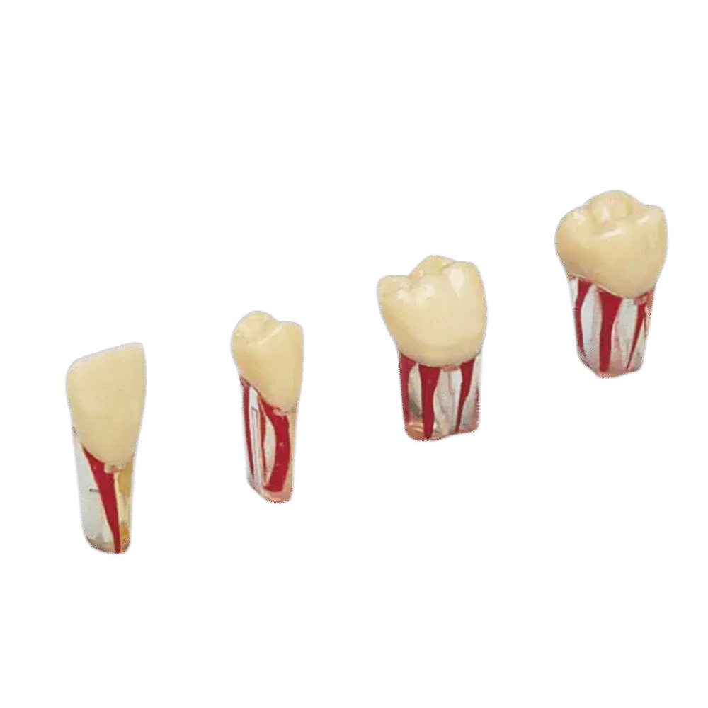 Original Endodontic Teeth