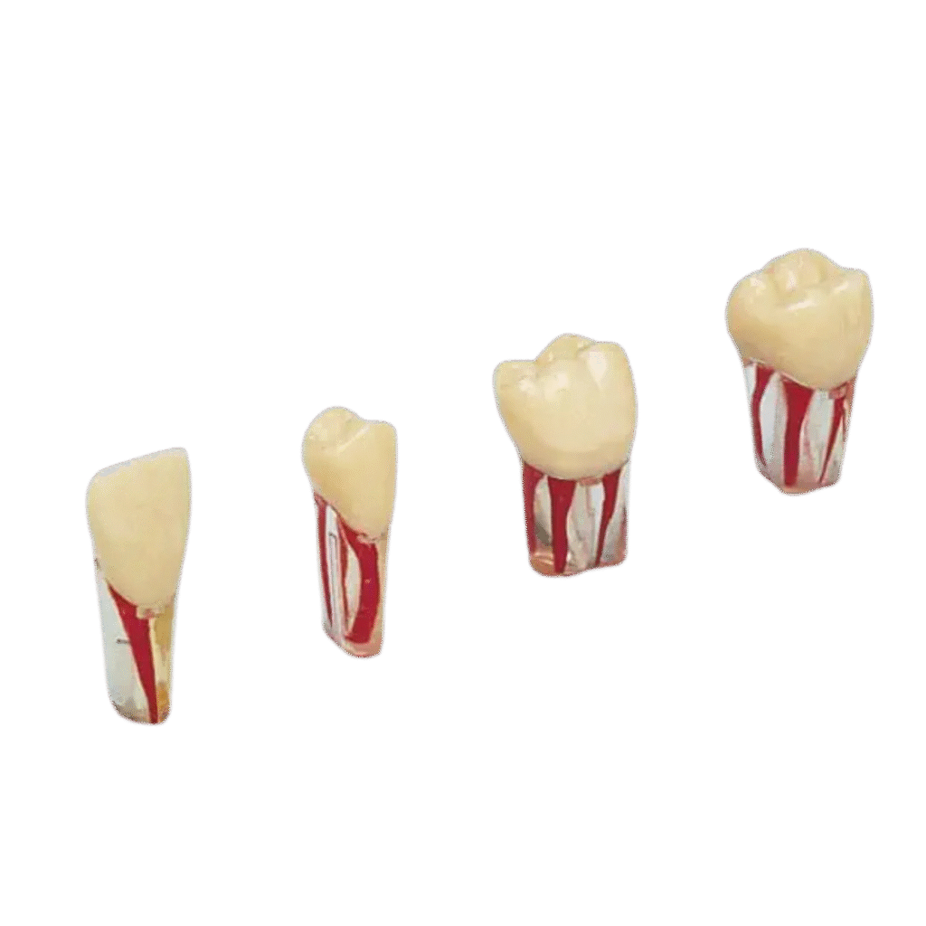 Original Endodontic Teeth